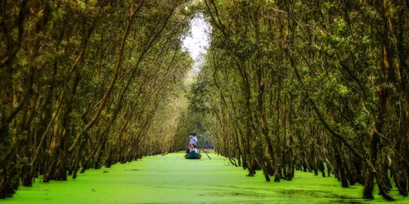 Tra Su cajuput forest in An Giang province with its wild beauty